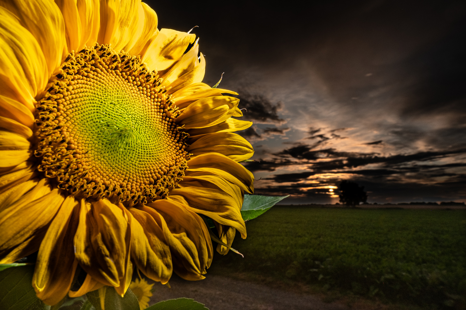 Sunflower