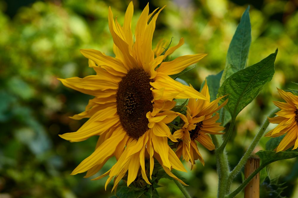 Sunflower