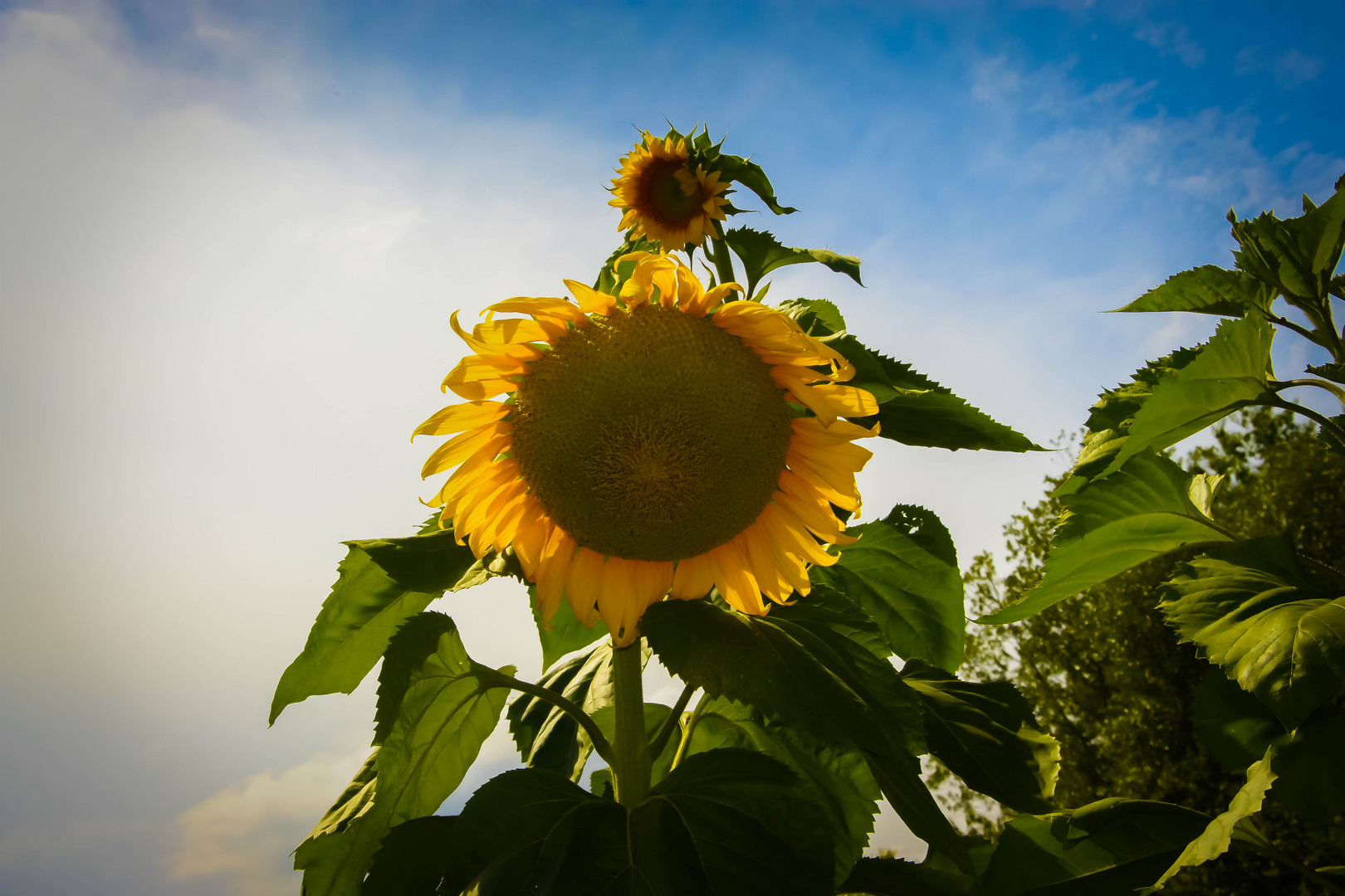 sunflower