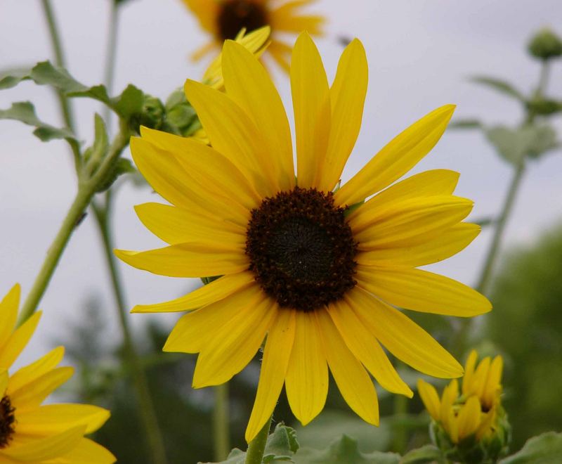 Sunflower