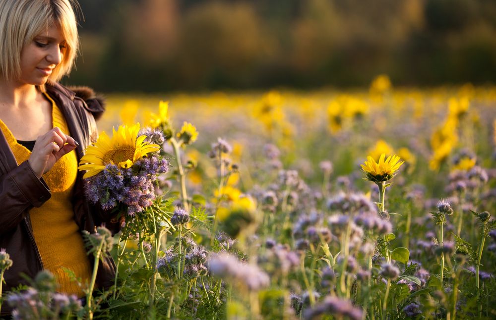 sunflower