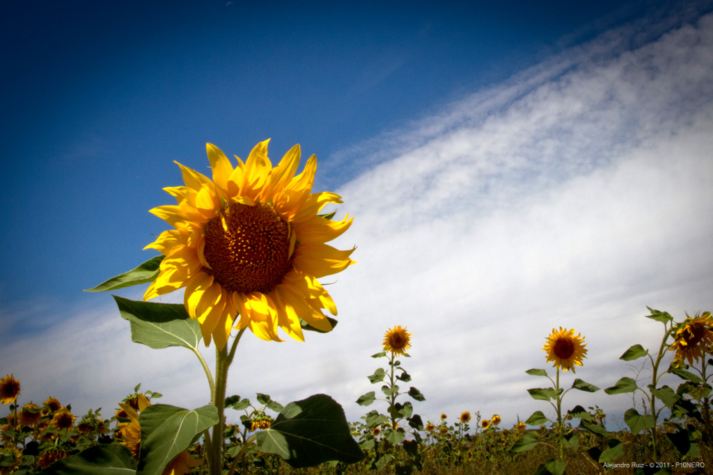 SunFlower