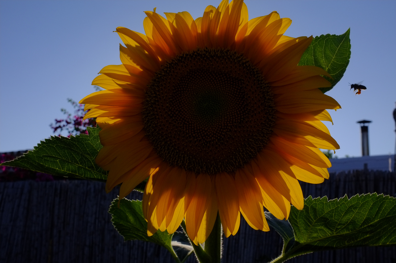 sunflower