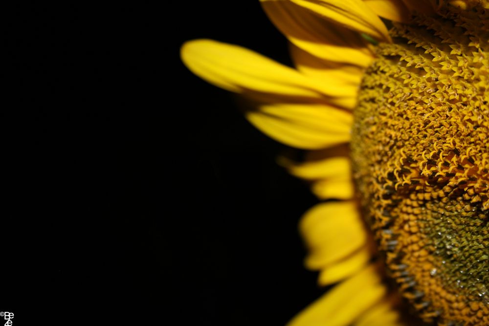 Sunflower von Anophelezz 