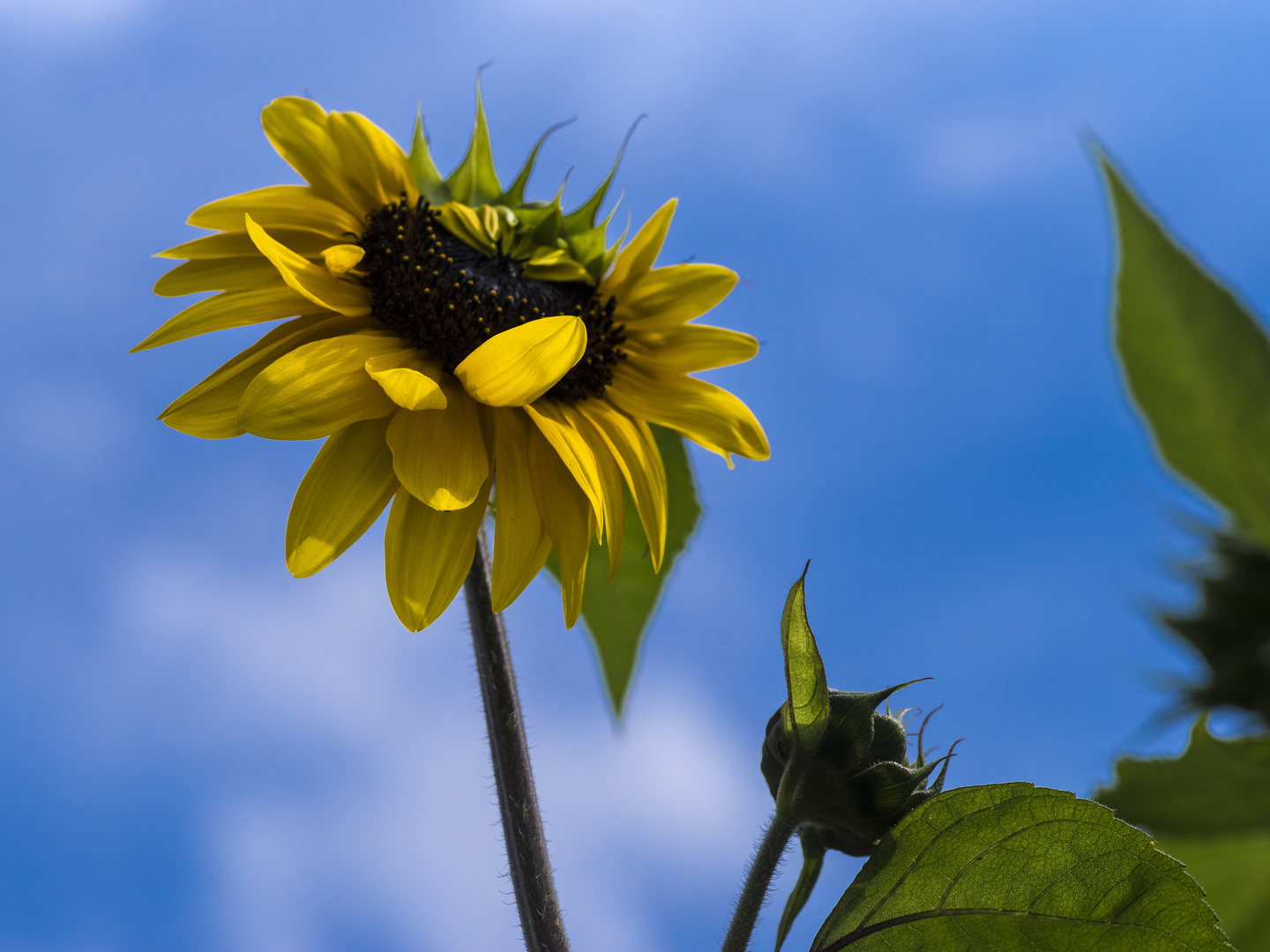 Sunflower