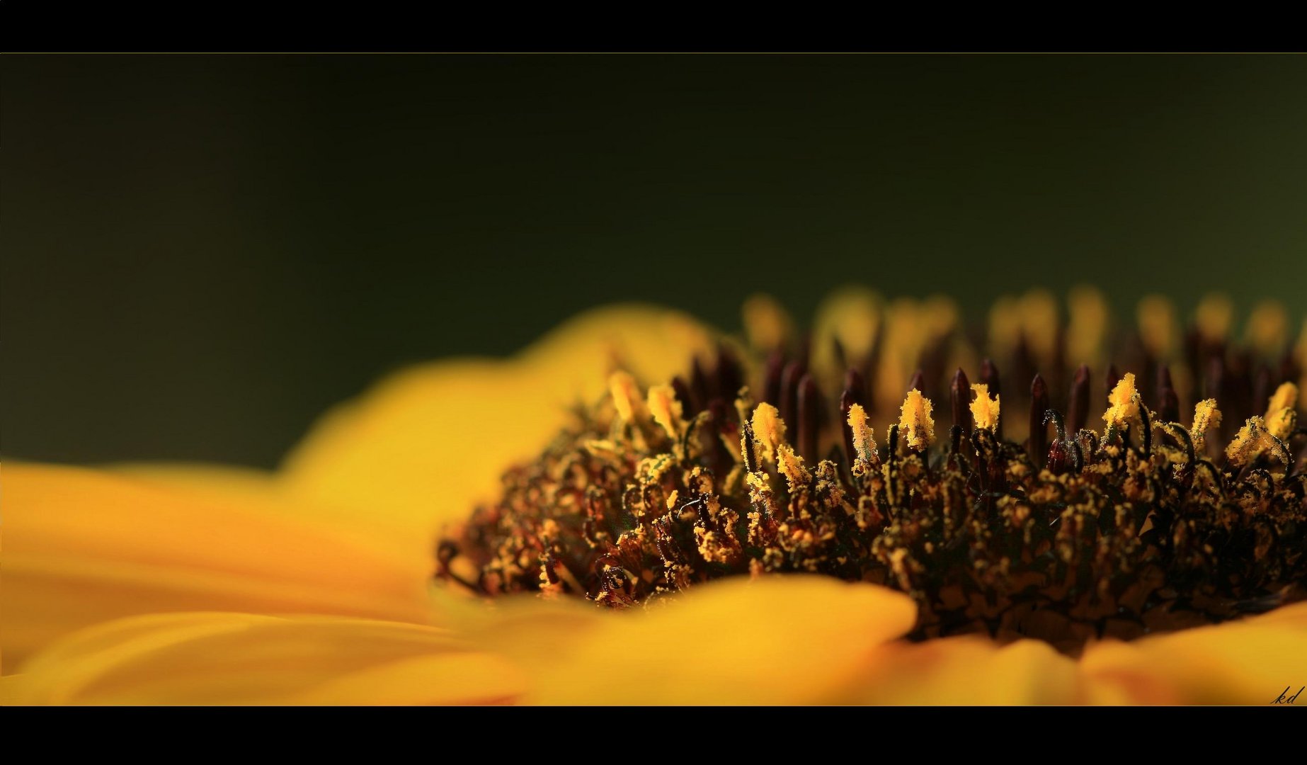 - sunflower -