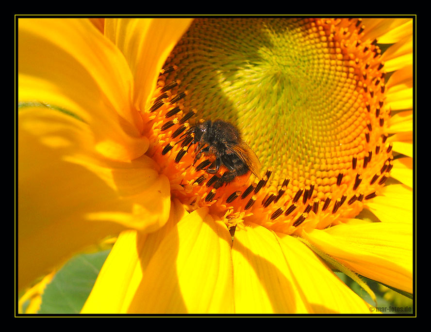 *** sunflower ***