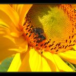 *** sunflower ***