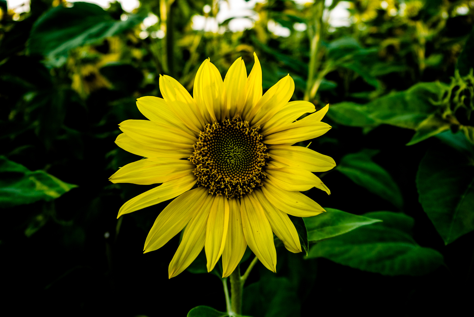 Sunflower