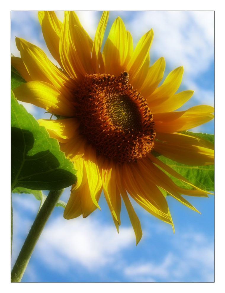 Sunflower...