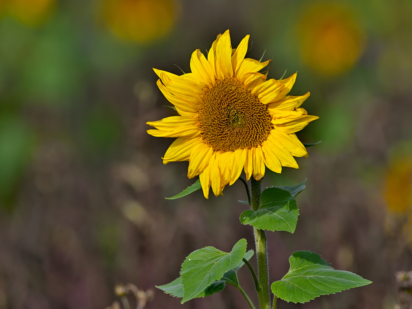 Sunflower