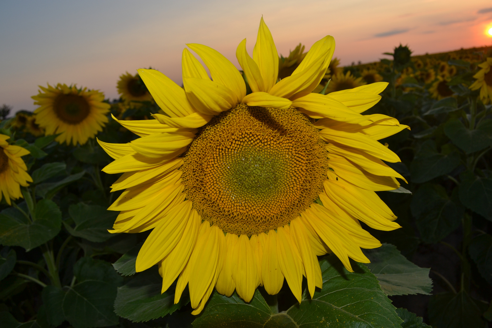 Sunflower