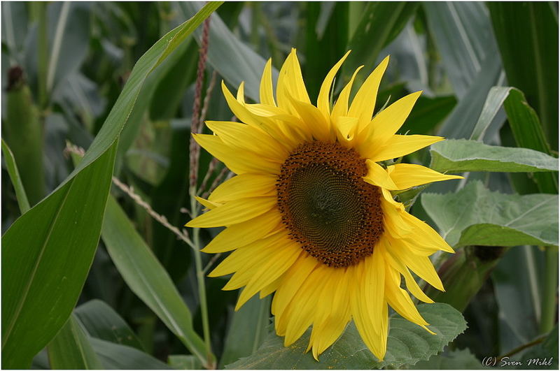 Sunflower