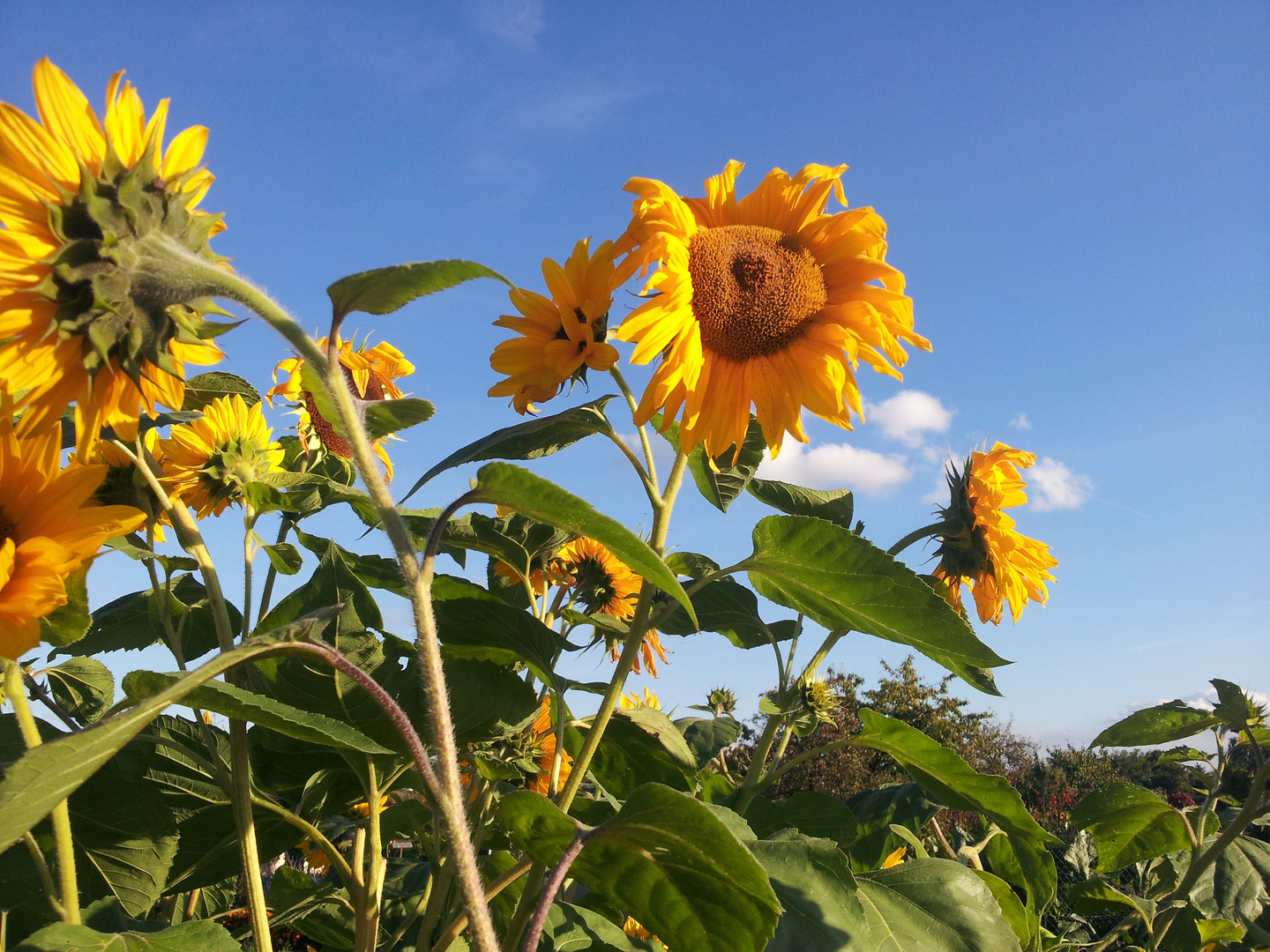 Sunflower