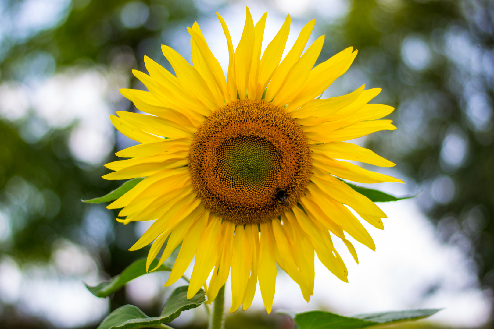 Sunflower