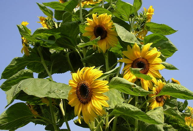 Sunflower