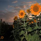 sunflower alley