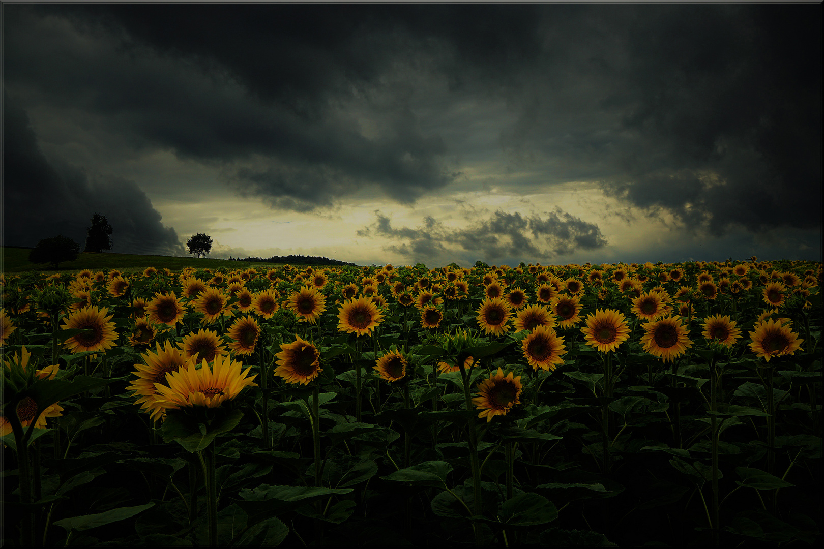 Sunflower and bad Weather