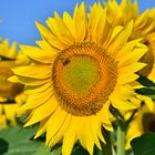 Sunflower and bee