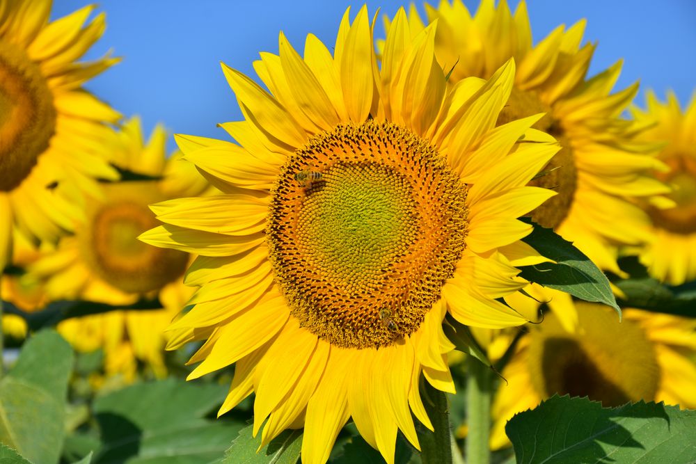 Sunflower and bee