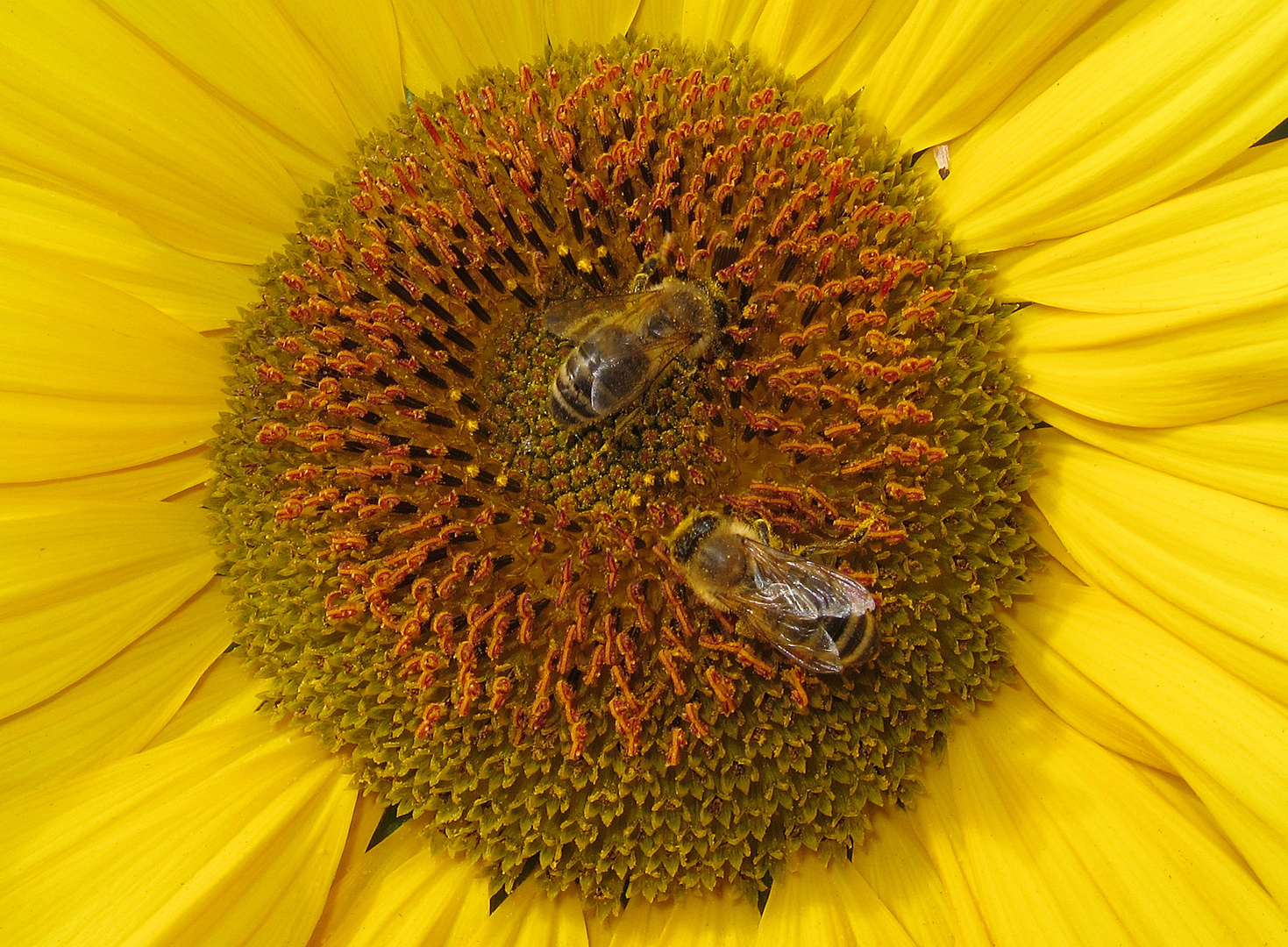 Sunflower and Bees