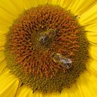 Sunflower and Bees