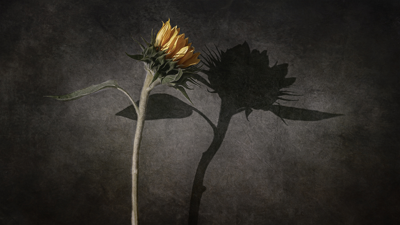 sunflower and shadow