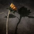 sunflower and shadow