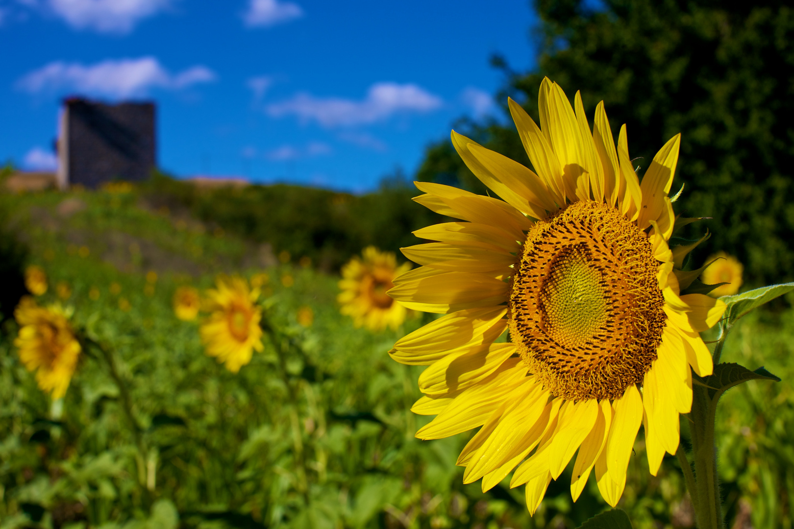 Sunflower and sky