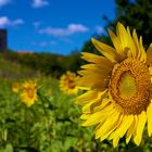 Sunflower and sky