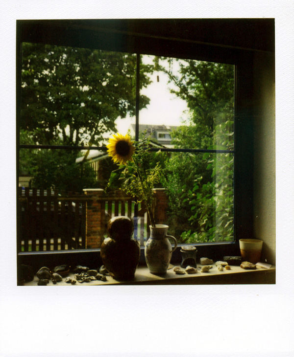 sunflower and window and stones and owl