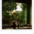 sunflower and window and stones and owl