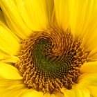 Sunflower ART Work