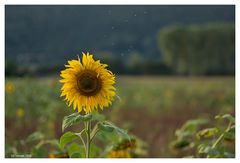 sunflower at blue hour