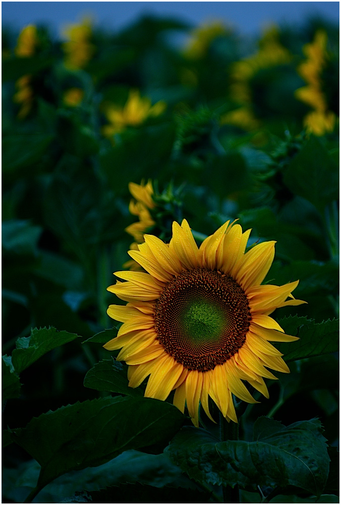 Sunflower