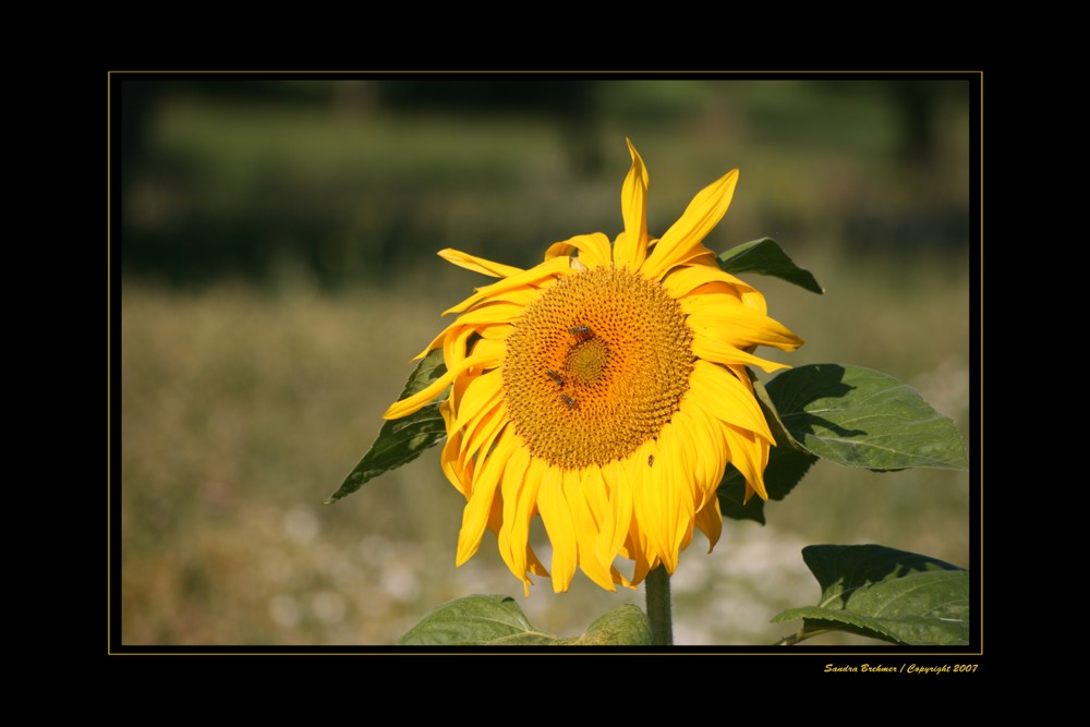 Sunflower