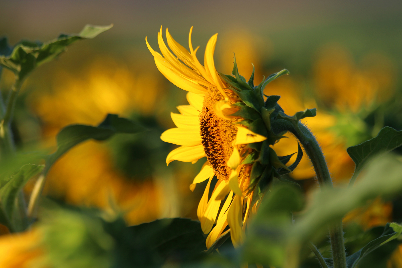 Sunflower...