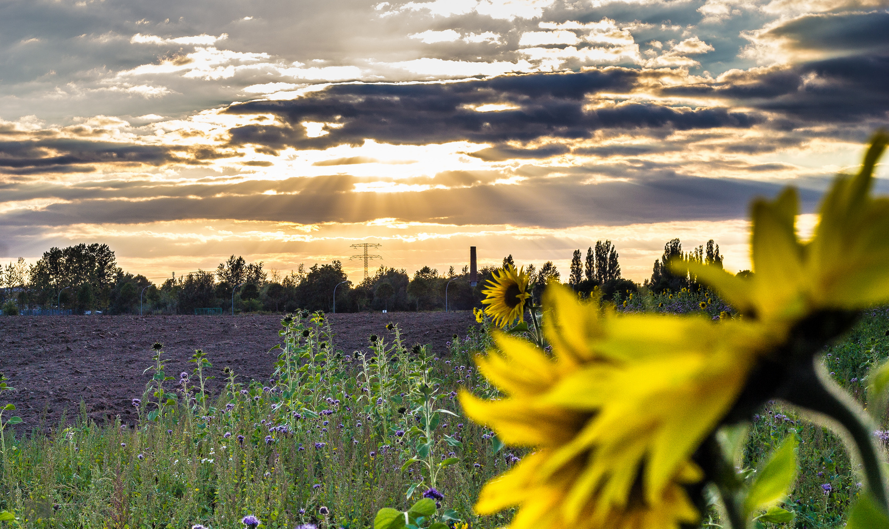 Sunflower