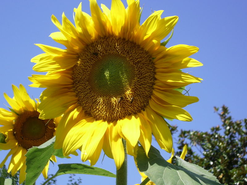 Sunflower ...