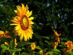 Sunflower...