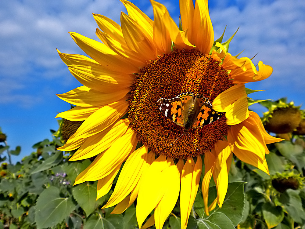 Sunflower