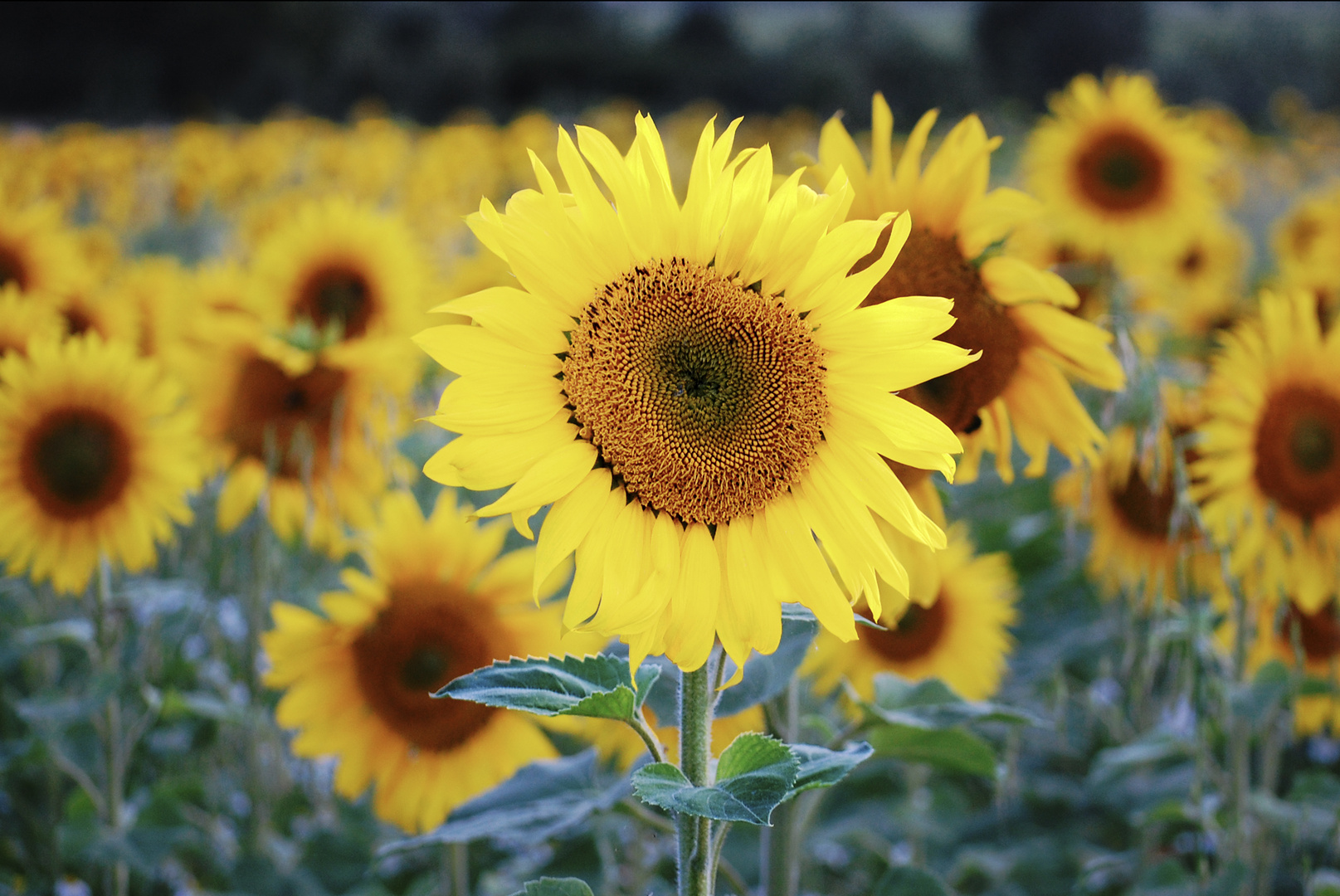 ... sunflower ...