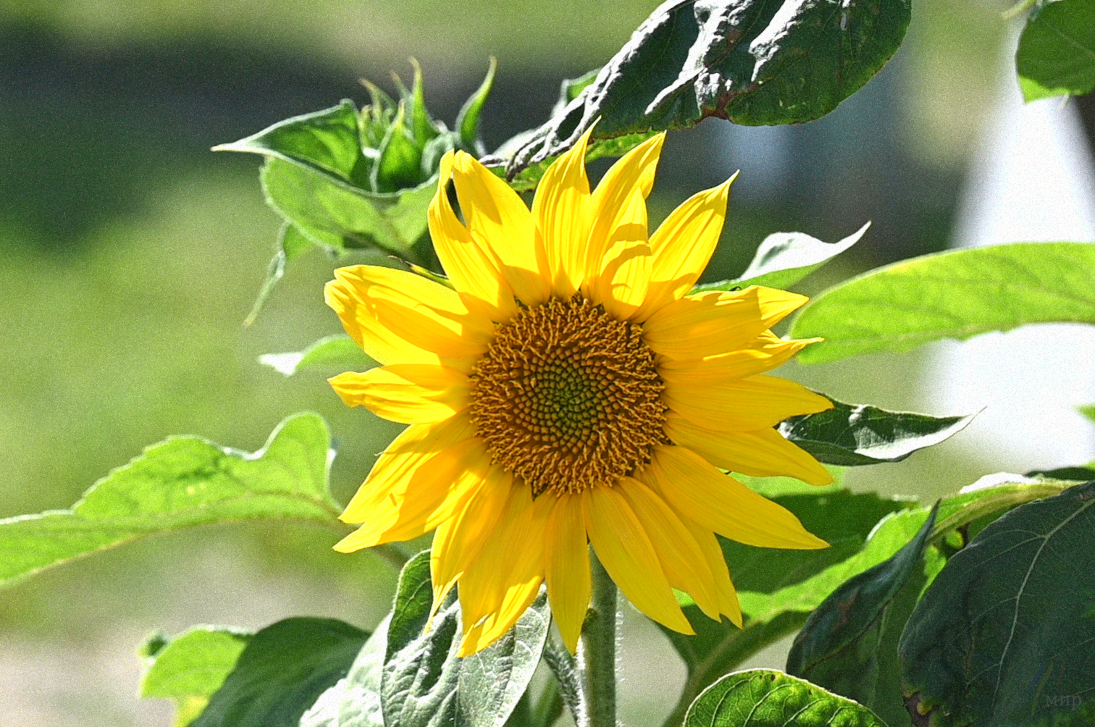 sunflower 