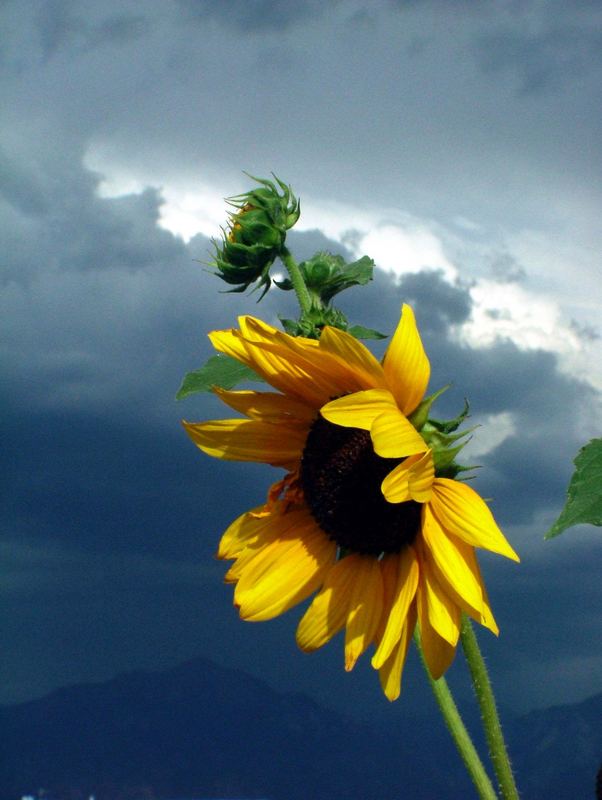 sunflower blowing in the wind