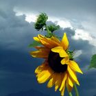 sunflower blowing in the wind