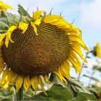 Sunflower Blues (1)