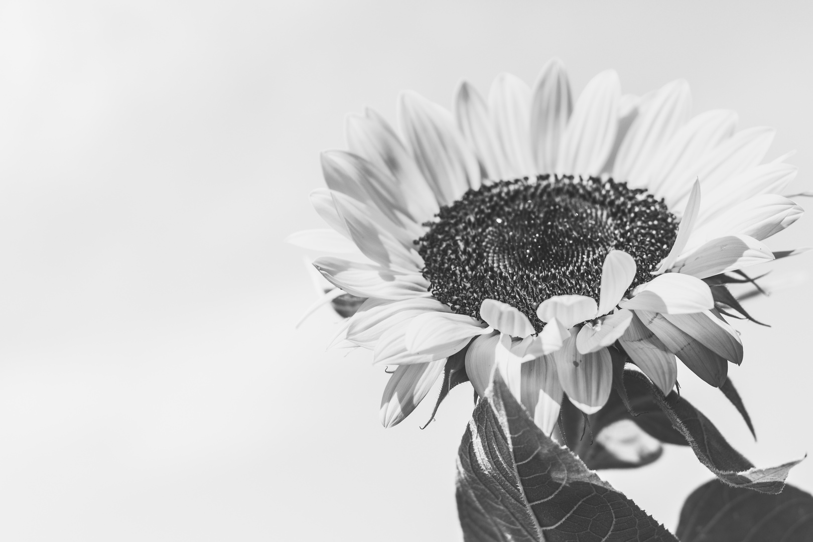 Sunflower b/w