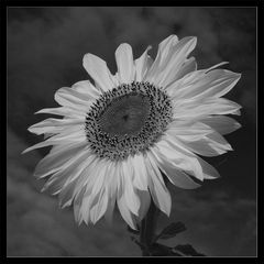 Sunflower b/w