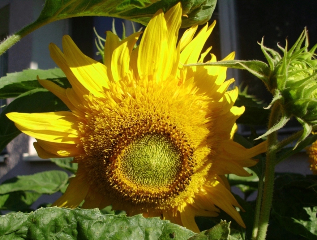 Sunflower