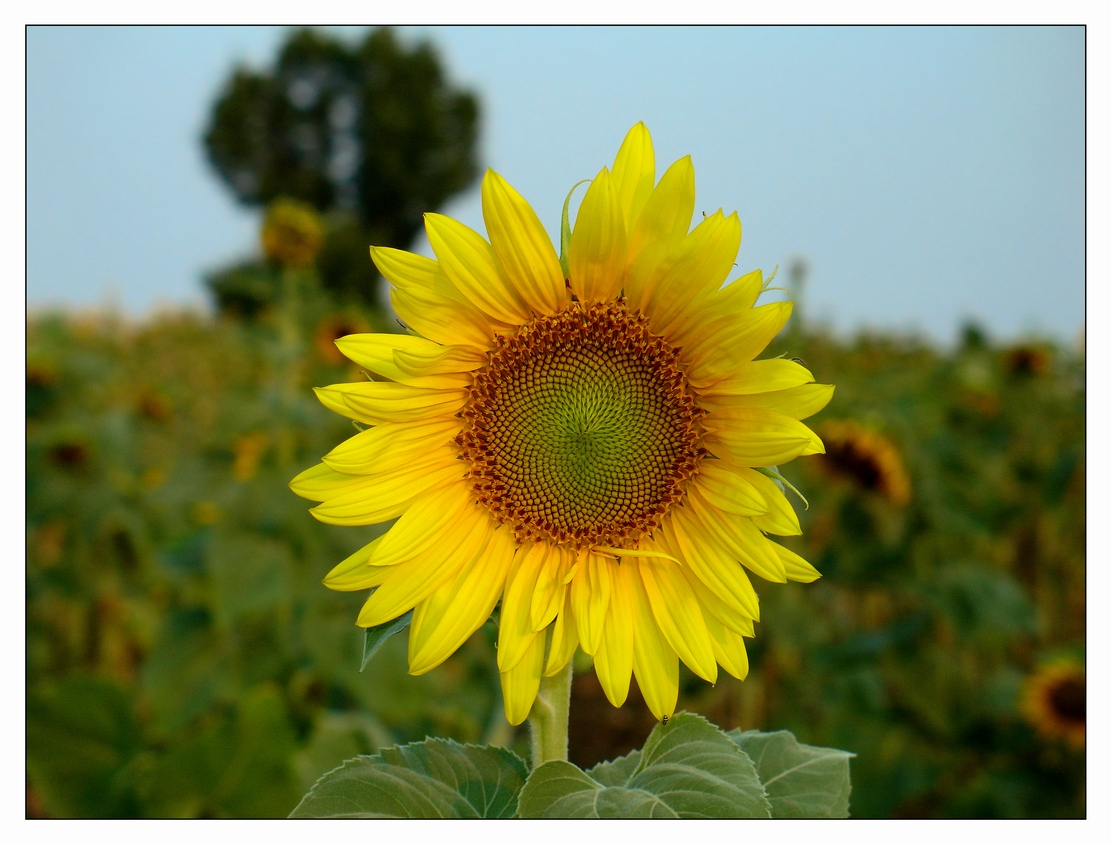 Sunflower